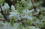 Lonicera fragrantissima - Winter flowering honeysuckle